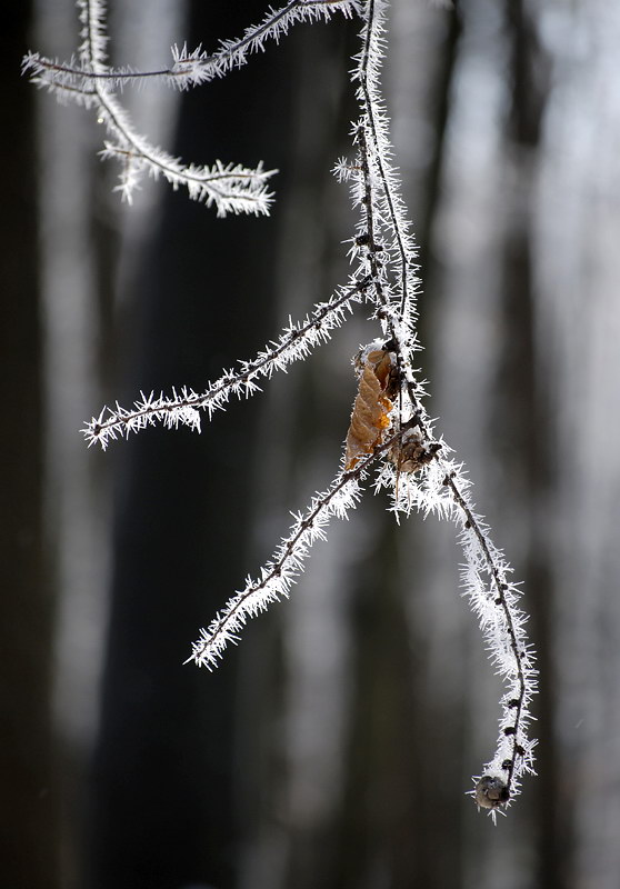 Winter _DSC3216 Kopie.jpg